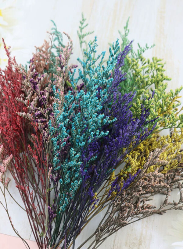 Caspia Dried Flowers