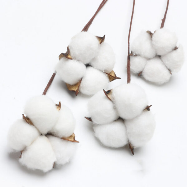 Cotton Flower （10stalk)